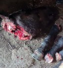 شناسایی عاملان ذبح و توزیع گوشت اسب در یکی از روستاهای ‌قروه/ دامپزشکی مانع ورود گوشت اسب به سفره مردم شد (+تصاویر)