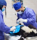گزارش تصویری از جراحی عقیم‌سازی ۱۵۰ قلاده سگ (۱۰۷ سگ ماده و ۴۳ سگ نر) توسط ۲ دامپزشک طی ۱۴ ساعت در اصفهان