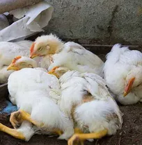 تعداد کانون&zwnj;های شناسایی شده  آنفلوانزای فوق&zwnj;حاد پرندگان (H5N8) در خراسان جنوبی به ۱۸ کانون رسید