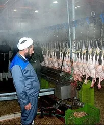 پرداخت هزینه&zwnj;های ناظرین شرعی در ترکیه تاثیر چندانی در قیمت&zwnj;گذاری مرغ ندارد/ پخش چنین نامه&zwnj;ها و شبهاتی، تشویش اذهان عمومی است