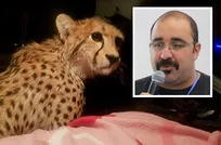 جراحی یوزپلنگ مصدوم تنها برای تبلیغات انجام شده است!