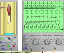 ارائه رایگان نرم&zwnj;افزارهای گران&zwnj;قیمت شبیه&zwnj;ساز فیزیولوژی Virtual Physiology دانشگاه Philipps آلمان (جایگزین آزمایش روی حیوان)