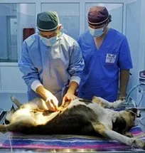شیوع کرونا و کمبود و گرانی دارو دامپزشکان را با مشکل مواجه نموده است/ ضرورت حمایت دولت از رشته دامپزشکی
