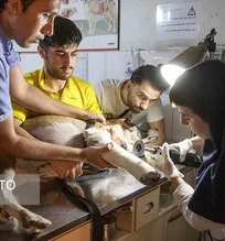 اعتراض تعدادی از دانشجویان دامپزشکی دانشگاه آزاد/ تعداد دانشجو با امکانات دانشکده&zwnj;ها متناسب نیست/ آزمون پیش&zwnj;درمانگاهی سال گذشته ۱۶ سوال غلط داشت