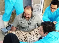 استفاده از روش&zwnj;های نوین جفت&zwnj;گیری و لقاح مصنوعی با روش غیرتهاجمی برای یوز ایرانی
