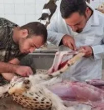 ماجرای تصویر منتسب به انجام کالبدگشایی بر روی &laquo;پیروز&raquo; چه بود؟