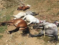 هشدار سازمان دامپزشکی درباره خطر شیوع بیماری&zwnj;های مهلک در پی کشتار اسب&zwnj;های باربر قاچاقچیان&zwnj; (+تصاویر)
