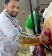 با وجود فارغ&zwnj;التحصیلی از دانشکده دامپزشکی دانشگاه تهران، حتی یک مورد سزارین از نزدیک ندیده بودم!