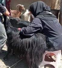 کار دامپزشکی برای زنان چه از نظر توان بدنی و چه مواجهه با دام بزرگ سنگین، سخت&zwnj;تر است/ بسیاری از دامپزشکان بخش دولتی دغدغه معیشتی دارند