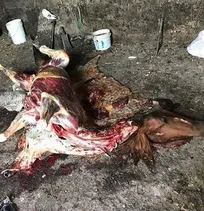 کشف نیم تن گوشت اسب و الاغ آماده&zwnj; عرضه به بازار از یک دامداری در تهران (+تصاویر)