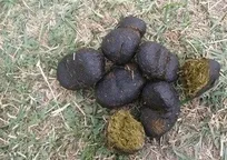 خبرگزاری تسنیم در گزارشی عجیب، به تشریح خواص درمانی مدفوع الاغ پرداخت/ از درمان صرع تا بهبود زخم ختنه!