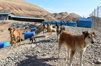 وقتی رئیس شبکه دامپزشکی را به پناهگاه سگ&zwnj;های بلاصاحب راه نمی&zwnj;دهند!/ معرفی دانشجوی سال 2 دامپزشکی بجای دکتر دامپزشک