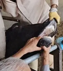 احتمال عمدی بودن انتقال سویه جدید بیماری تب برفکی به کشور به&zwnj;صورت جدی بررسی می&zwnj;شود