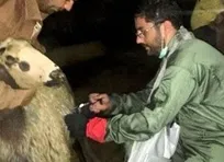 فعالیت مدیرکل دامپزشکی استان کردستان به عنوان یکی از اعضای اکیپ&zwnj;های مایه&zwnj;کوبی در روستاهای بانه