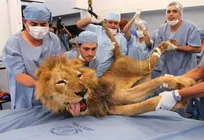 حامیان حیوانات در کشتارشان سهیم&zwnj;اند/ علت اختلاف میان دامپزشکان در پرونده&zwnj;های خاص حیات&zwnj;وحش بلافاصله پس از تعیین دامپزشک چیست؟
