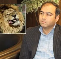 تست کرونای تنها شیر ایرانی منفی شد/ &laquo;هیرمان&raquo; به هرپس&zwnj;ویروس گربه&zwnj;سانان مبتلا است