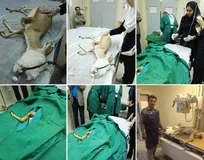 جراحی سه ساعته پزشکان بیمارستان شهدای صنعت نفت خارک بر روی آهوی مصدوم