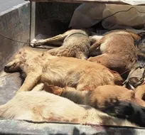 سگ&zwnj;های بلاصاحب یزد به دلیل شیوع کرونا امحاء می&zwnj;شوند!