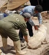 رئیس اداره دامپزشکی شهرستان فیروزه بر اثر حمله یک سگ در حین انجام ماموریت مصدوم شد
