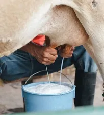 بیش از ۴۰ نفر از اهالی یک روستای کوچک در کهگیلویه به تب مالت مبتلا شدند!