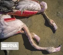 علت قطعی مرگ پرندگان مهاجر در میانکاله اعلام شد