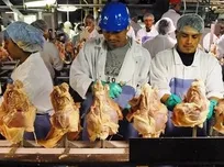 تماس نزدیک با پرندگان، احتمال ابتلا به سرطان در انسان را افزایش می&zwnj;دهد/ نقش پر&zwnj; رنگ ویروس&zwnj;های عامل سرطان طیور در بروز سرطان&zwnj;های انسانی