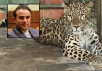 جزئیات تلاش برای درمان درگیری&zwnj;های عصبی &laquo;ارس&raquo; پلنگ ۶ ساله باغ&zwnj;وحش مشهد