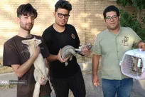 بخش بازتوانی و مراقبت&zwnj;های پزشکی حیات&zwnj;وحش در کلینیک تخصصی دامپزشکی دانشگاه آزاد شهرکرد راه&zwnj;اندازی شد (+تصاویر)