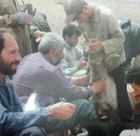 شیر بی دم و سر و اشکم که دید - دکتر مرتضی توکل&zwnj;نیا