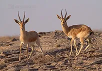 ناتوانی دامپزشکان در درمان پنومونی جبیرهای سایت سلامی و درمان آن توسط یک فرد روستایی!