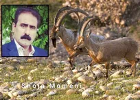 &laquo;شجاع مومنی&raquo; محیط&zwnj;بان نمونه&zwnj;ای که از نقش مهم محیط&zwnj;بانان در کنترل و پیشگیری از بیماری&zwnj;های حیات&zwnj;وحش می&zwnj;گوید (+تصاویر)