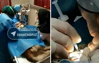 عمل جراحی آب مروارید بر روی چشم یک قلاده سگ بی&zwnj;سرپرست توسط چشم&zwnj;پزشک تبریزی انجام شد (+تصاویر)
