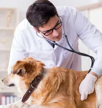 ضرورت پیگیری و رایزنی جهت بازنگری در جمع&zwnj;آوری اطلاعات صاحبین حیوانات خانگی مراجعه&zwnj;کننده به درمانگاه&zwnj;های دامپزشکی استان گیلان جهت ارائه به مراجع قضایی