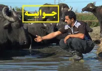 جوابیه اداره کل دامپزشکی استان خوزستان در پی درج خبر &laquo;مرگ مشکوک ده&zwnj;ها رأس گاومیش در شهرستان شوش&raquo; در حکیم مهر