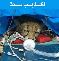عکس منتشر شده از &laquo;ایران&raquo; شایعه است/ توله یوز سوم در محیط VIP  نگهداری می&shy;&zwnj;شود