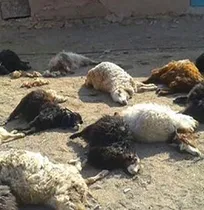 تشخیص اشتباه بیماری و تجویز خودسرانه دارو توسط دامدار درگزی منجر به تلف شدن ۱۵ تا ۲۰ رأس دام شد