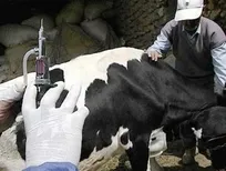 واکسیناتور دامپزشکی خلیل&zwnj;آباد با اصابت تصادفی سرنگ آغشته به واکسن به تب مالت مبتلا شد