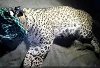 گمانه&zwnj;زنی جالب انجمن حمایت از حیوانات درباره علت مرگ پلنگ ماده پارک ملی تندوره