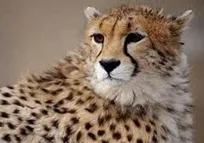 اخذ نمونه اسپرم از تنها یوزپلنگ آسیایی نر موجود در شرایط کنترل شده