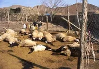مرگ ناگهانی ۵۰۰ رأس گوسفند در صالح&zwnj;آباد خراسان رضوی/ سم یا ماده&zwnj;ای دیگر در آبشخور حیوانات ریخته شده بود!