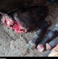 ذبح گوشت اسب در سنندج نیازمند بررسی فرهنگی و اجتماعی است