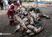 هواپیمای سقوط&zwnj;کرده در کرج، حامل ۳۰ تن لاشه گوسفندی وارداتی از قزقیزستان بود (+تصاویر)