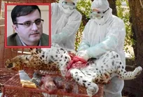 جزئیات گزارش کالبدگشایی پلنگ آبستن تلف شده در یاسوج اعلام شد