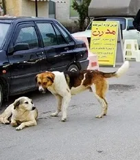 باتوجه به هزینه&zwnj;های گزاف عقیم&zwnj;سازی سگ&zwnj;های بلاصاحب، تنها راه حل اتلاف است که در هفته جاری اجرا می&zwnj;شود!