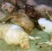 شیوع احتمالی سیاه&zwnj;زخم موجب مرگ صدها دام در استان ایلام شد/ منتظر جواب آزمایش&zwnj;ها هستیم (+تصاویر)