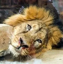 شیر باغ&zwnj;وحش سیرجان پیکا دارد و به جای گوشت، سنگ می&zwnj;خورد/ حاضرم هزینه&zwnj;های درمان این شیر را خودم بپردازم ولی با پیشنهادم مخالفت کردند