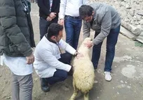 ارائه خدمات دامپزشکی توسط دانشجویان دانشگاه آزاد واحد ارومیه به روستاهای محروم