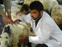 طرح همیار دامپزشک روستا، نقاط ضعف و قوت و پیشنهاداتی برای اصلاح آن