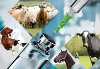 ارز ۲۸۵۰۰ تومانی کلیه اقلام دامپزشکی حذف شد/ داروها و واکسن&zwnj;های دامپزشکی گران می&zwnj;شوند؟ (+سند)