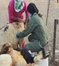 گفت&zwnj;وگو با &laquo;فاطمه رهبر&raquo; اولین بانوی واکسیناتور دامپزشکی استان ایلام/ اگر به عقب برگردم، باز هم این رشته را انتخاب می&zwnj;کنم